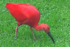 scarlet-ibis-1.jpg